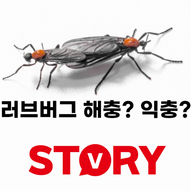 러브버그(붉은등우단털파리) 해충 or 익충? 러브버그의 생태 & 생존 조건, 수명?