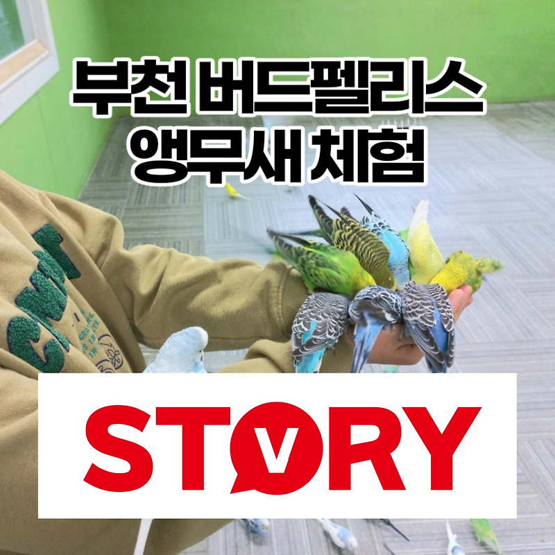 부천 아이들과 가볼만한 곳 버드팰리스 앵무새 체험 (ft : 앵무새 말하는 모습 영상)