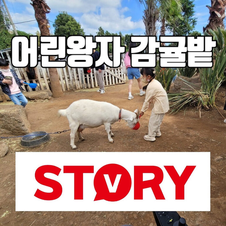 가성비 좋은 제주도 아이들과 꼭 가야 하는 곳 ‘어린왕자 감귤밭’ 동물 먹이주기 체험 귤따기 체험 (+솔직후기)