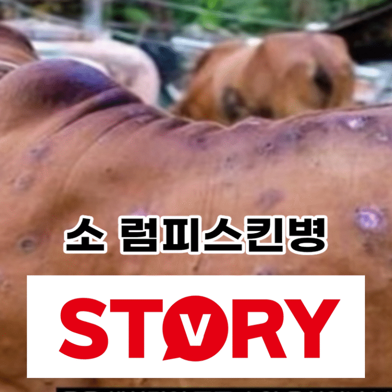 소 럼피스킨병 이란? 증상 백신 사람에게 전염되는가? (ft : 럼피스킨병 전국 발생현황)