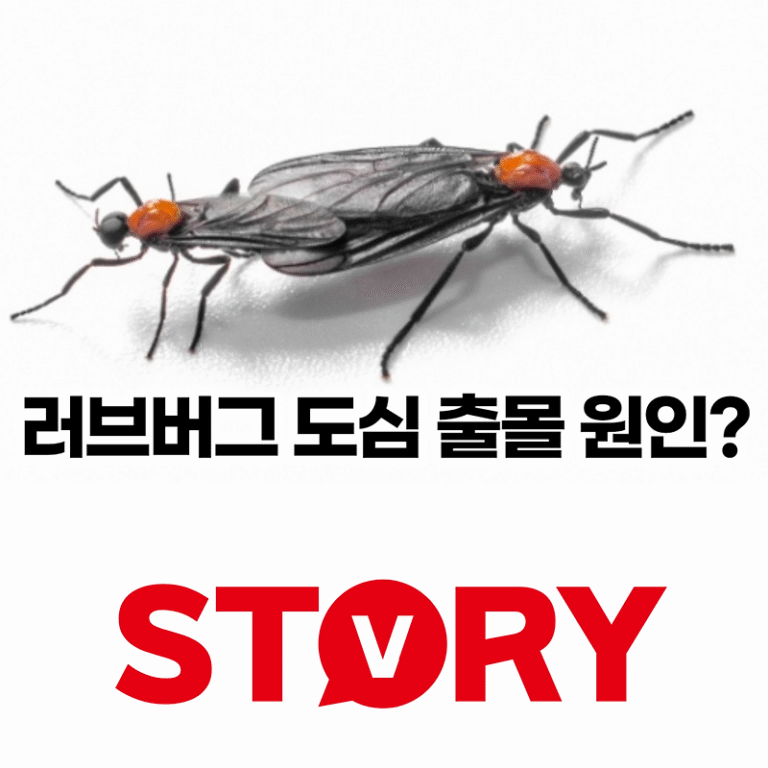 러브버그 서식지, 도심 출몰 원인 러브버그가 좋아하는 냄새는? 러브버그 장단점?