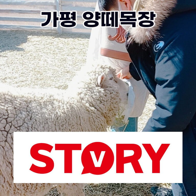 생생정보 아이들과 가볼만한 곳 가평 양떼목장 할인 정보 (ft : 가평 양떼목장카페 꼭 가세요~^^)