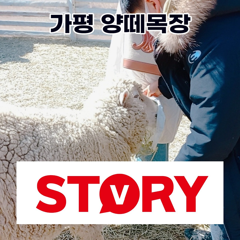 생생정보 아이들과 가볼만한 곳 가평 양떼목장 할인 정보 (ft : 가평 양떼목장카페 꼭 가세요~^^)