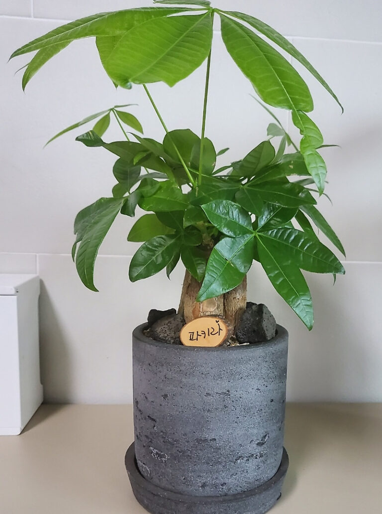 초보자도 키우기 쉬운 공기정화식물 파키라 키우기 (feat : 반려식물 찾는 분들에게)