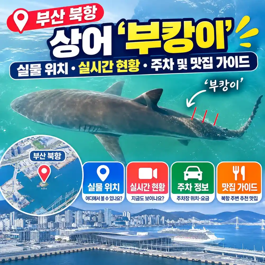 부산 북항 상어 '부캉이' 실물 위치·실시간 현황·주차04